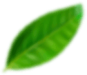 Green leaf